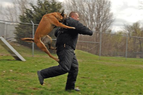 Rüyada Köpek Saldırısı Görmek - RuyaTabirleri.com