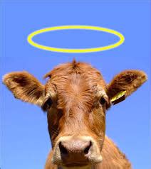 Our Sacred Cows - The Jewish Studio