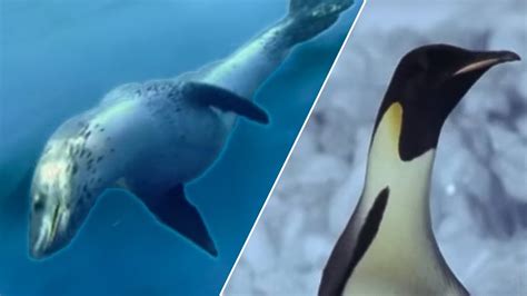 Emperor Penguins v Leopard Seal #02 - Blue Planet BBC Earth