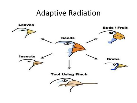 PPT - Adaptive Radiation PowerPoint Presentation - ID:2871392