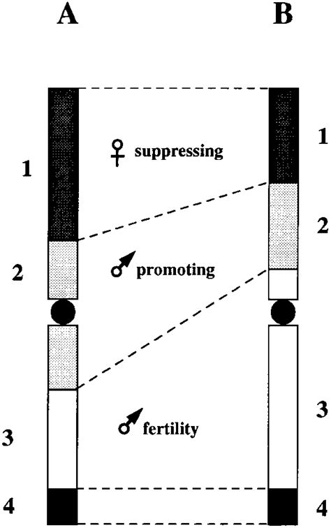 ?Functional domains on the Y chromosome | Download Scientific Diagram