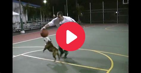 Adam Sandler Playing 1-on-1 Against His Dog Meatball Warms My Heart - FanBuzz