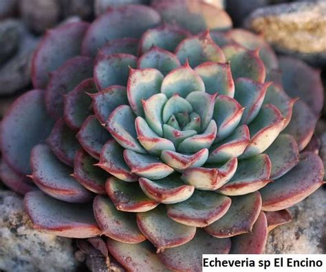 Echeveria sp El Encino / 20 seeds - UnusualSeeds