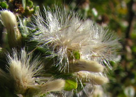 Baccharis pilularis (Shrub) – The Watershed Nursery Cooperative