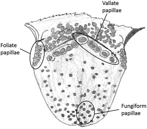 Semi-schematic drawing of a human tongue showing location of the... | Download Scientific Diagram