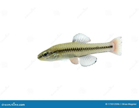 Freshwater Bluefin Killifish on White Stock Photo - Image of guppy ...