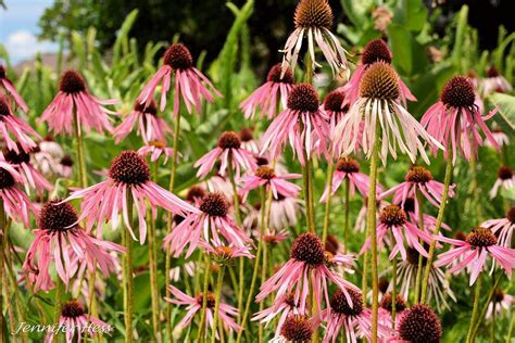 Hues of Purple Photograph by Jennifer Broadstreet Hess - Fine Art America