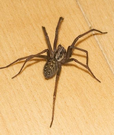 Common House Spider | Empire Pest Control London