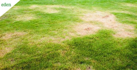 Brown Spots In Grass: Causes,Identification And Prevention | Eden Lawn Care and Snow Removal