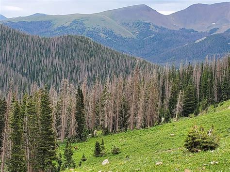 Colorado Wildlife Officials Focus on Project to Help Elk Herds | Rocky ...