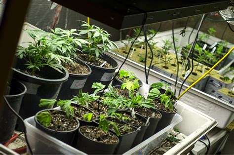 This Is How You Grow Marijuana At Home - Licence To Grow