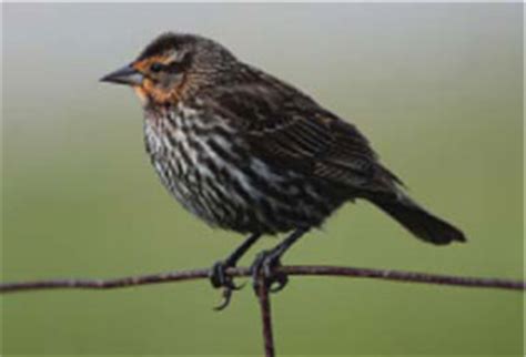 How to tell a Tricolored Blackbird from a Red-winged Blackbird | Audubon California