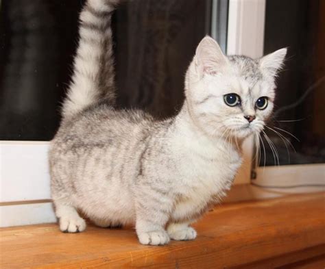 Scottish Fold Munchkin Cat | Munchkin cat, Munchkin cat scottish fold, Cat breeds