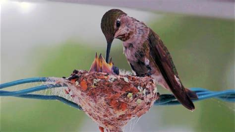 Mother Hummingbird Feeding Her Babies! - YouTube