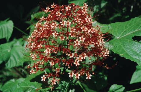 Clerodendrum_paniculatum_1_2 | Clerodendrum paniculatum, nea… | Flickr