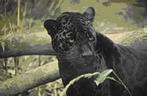 The Elusive African Black Leopard makes a dramatic and sudden ...