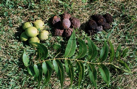 Black Walnut (Juglans nigra); 25 bare root seedlings – Forest Agriculture Enterprises