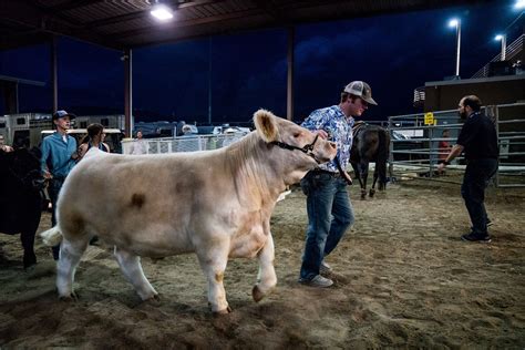 Livestock Shows