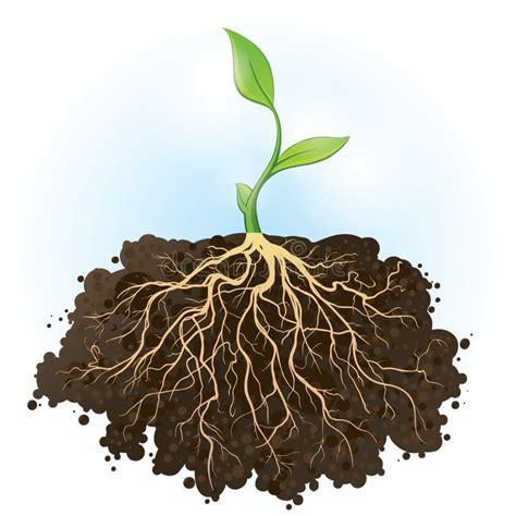 Plant Roots Vector