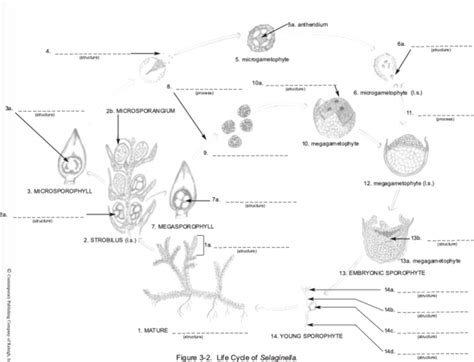 life cycle of selaginella Diagram | Quizlet