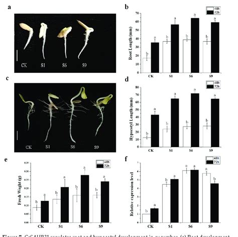 CsSAUR31 regulates root and hypocotyl development in cucumber. (a) Root... | Download Scientific ...