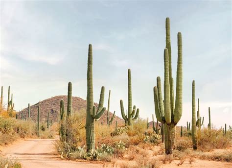 Sonoran Desert in 2023 | Sonoran desert, Desert art, Saguaro cactus