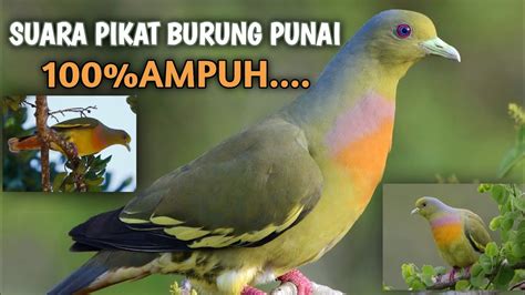 SUARA PIKAT BURUNG PUNAI JANTAN 2022 100%PALING_AMPUH.... - YouTube