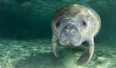 West Indian manatee facts, distribution & population | BioDB