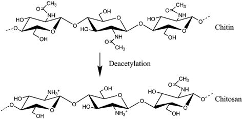 Structure of chitin and chitosan. | Download Scientific Diagram