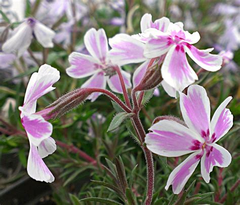 Creeping Phlox - a great groundcover for rock gardens or perennial ...