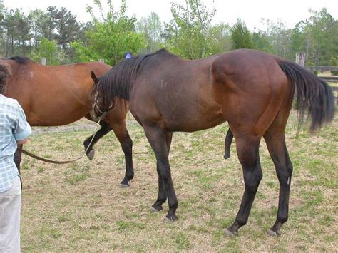 Breeding Horses (2004) - a photo on Flickriver