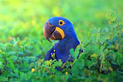 Hyacinth Macaw and exotic bird breeders - Monika's Mac Nuts