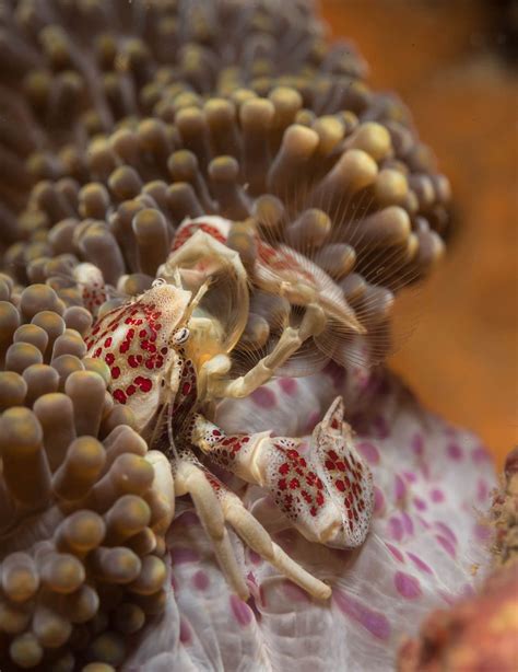 Porcelain crab in a magnificent sea anemone | Smithsonian Photo Contest | Smithsonian Magazine