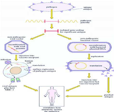 The antigen-antibody reaction. Source: OpenEducation... | Download Scientific Diagram