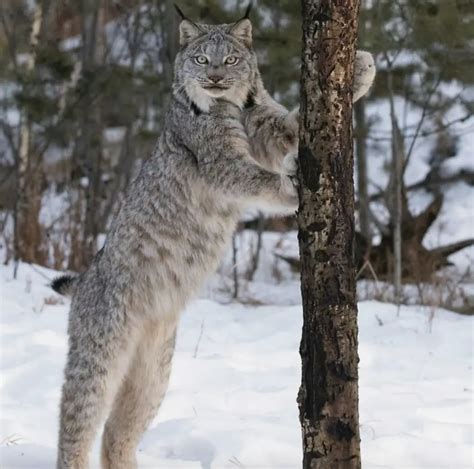 Meet the big-pawed Canadian Lynx - one of the rarest felines in the world