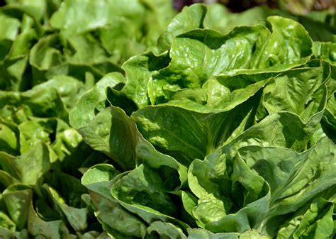 Lettuce Background Free Stock Photo - Public Domain Pictures