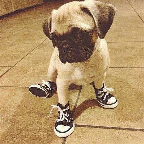 "See my new shoes?" | Cute dogs, Pug puppies, Pugs