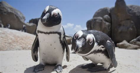 African Penguin Habitat