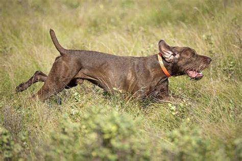 Pudelpointer Dog Breed Information and Pictures - PetGuide | PetGuide