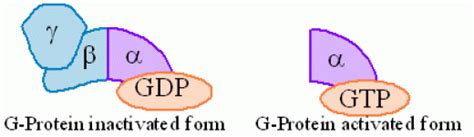 What is the Difference Between Ionotropic and Metabotropic Receptors ...