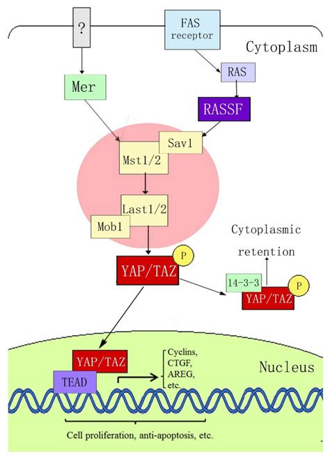 Hippo-YAP signaling pathway. | Download Scientific Diagram