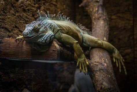 Free Images : iguania, green iguana, scaled reptile, iguanidae, adaptation, organism ...