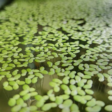 Amazon.com: 500+ Duckweed - Lemna Minor - Live Aquarium Plants for ...