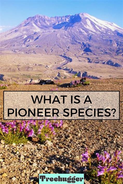 What Is a Pioneer Species? Definition and Examples | Species ...