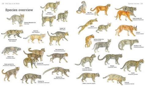 Discover the Secrets of the World's 38 Species of Wild Cats