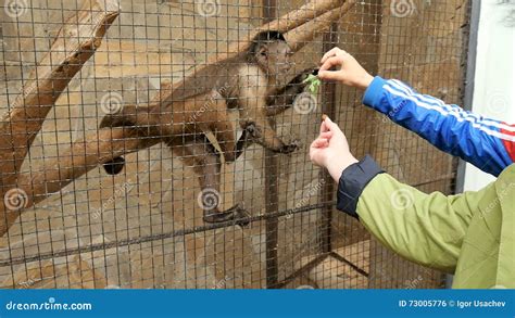 Little monkey in a zoo stock footage. Video of branch - 73005776