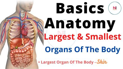 Basic Anatomy | Largest And Smallest Organs Of The Body | Structure of the Body - YouTube