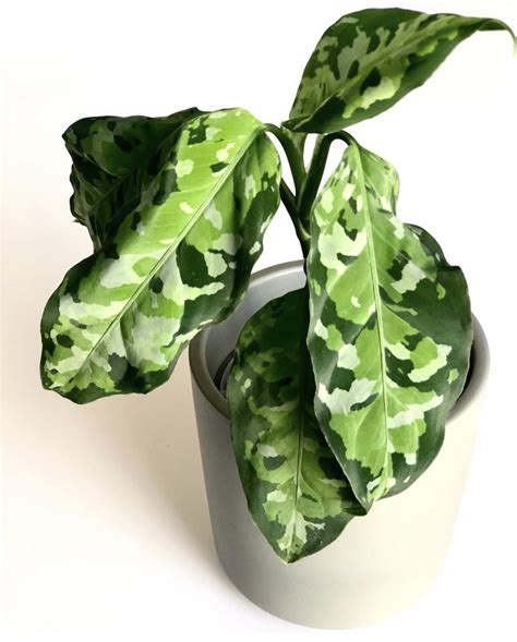 Easy Aglaonema Pictum Tricolor Care & Propagation! | Sprouts and Stems