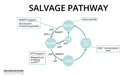 How is NAD+ Made? Salvage Pathway