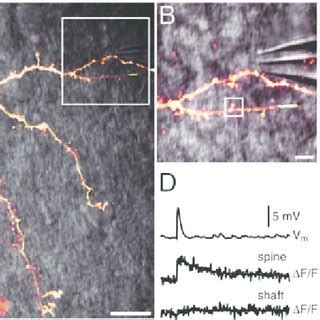 Two-photon imaging of spiny neurons. A, Maximum projection of a... | Download Scientific Diagram